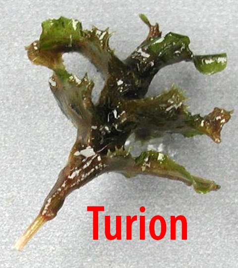 close-up of "turion" or winter bud of curley-leaf pondweed